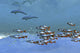 Schools of Fish Swimming in the Blue Ocean Poster Print