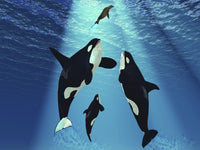 http://c328301.r1.cf1.rackcdn.com/PSTCFR300076ULARGE.jpg