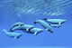 http://c328301.r1.cf1.rackcdn.com/PSTCFR300104U.jpg