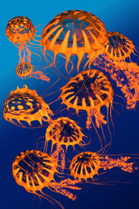 Golden Jellyfish Illustration Poster Print by Corey Ford