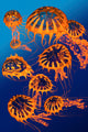 Golden Jellyfish Illustration Poster Print by Corey Ford
