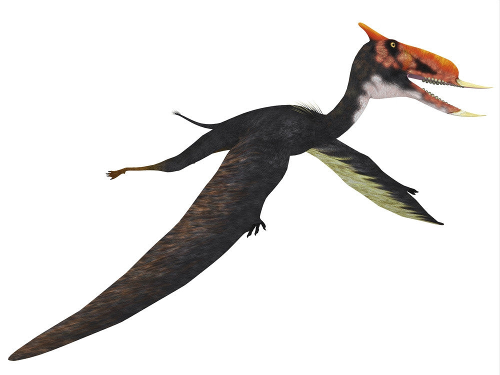 Dsungaripterus Flying Reptile Fine Art Print by Corey Ford