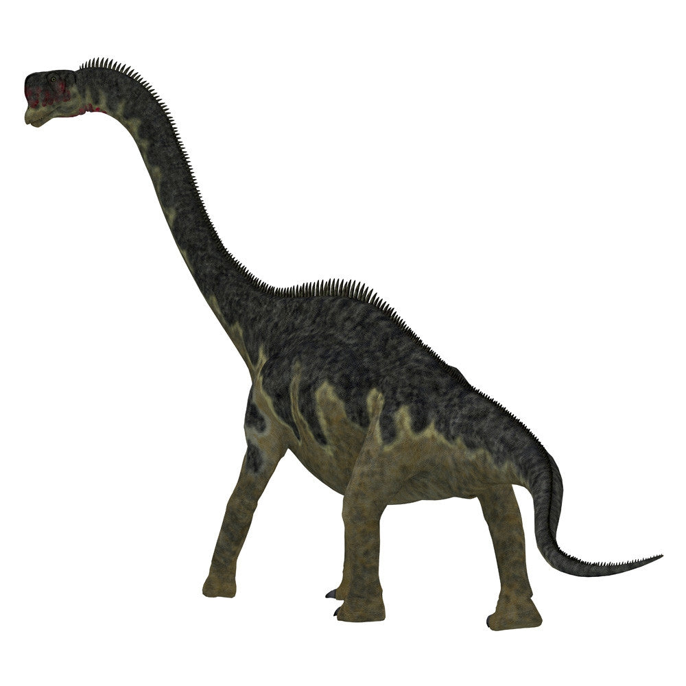 Europasaurus Dinosaur Fine Art Print - Rear View by Corey Ford