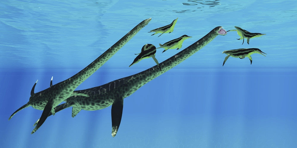 Styxosaurus Attacking Dolichorhynchops Plesiosaurs Fine Art Print by Corey Ford