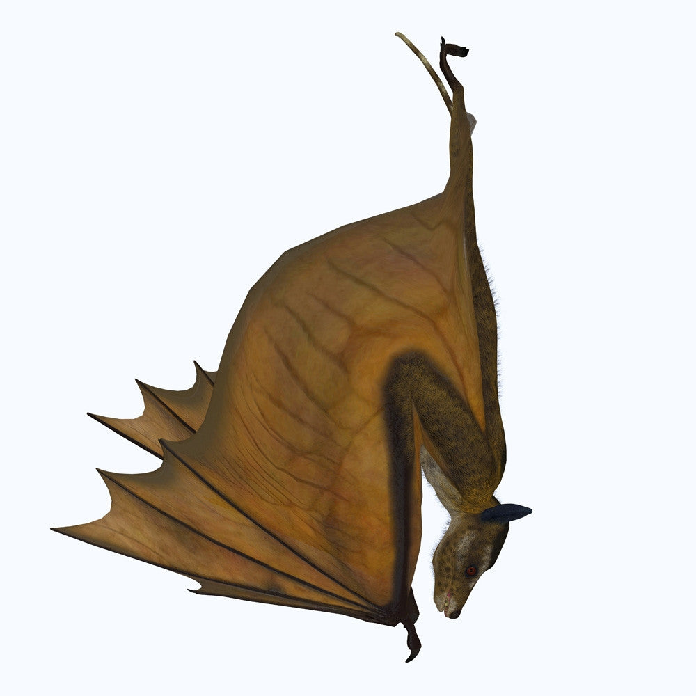 Icaronycteris Bat Upside Down Fine Art Print by Corey Ford