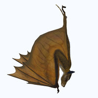 Icaronycteris Bat Upside Down Fine Art Print by Corey Ford