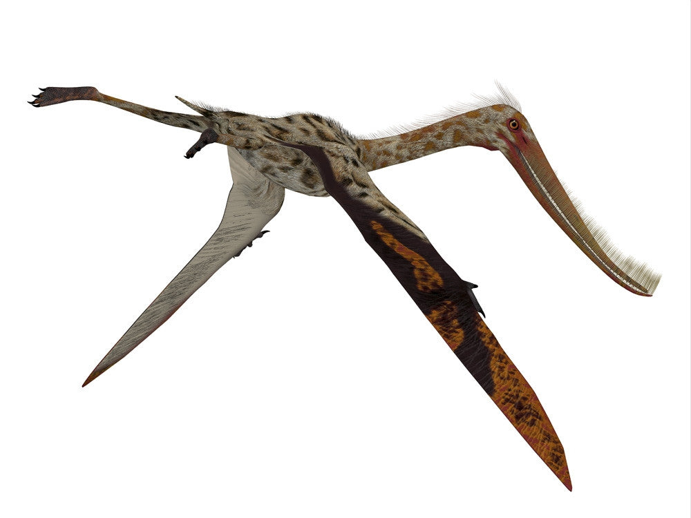 Pterodaustro Pterosaur Fine Art Print by Corey Ford | Posterazzi