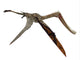 Pterodaustro Pterosaur Fine Art Print by Corey Ford | Posterazzi