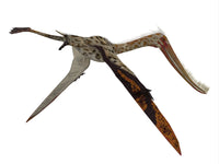 Pterodaustro Pterosaur Fine Art Print by Corey Ford | Posterazzi