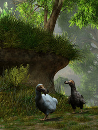 Poster print of a pair of Dodo birds waddling along a forest path.