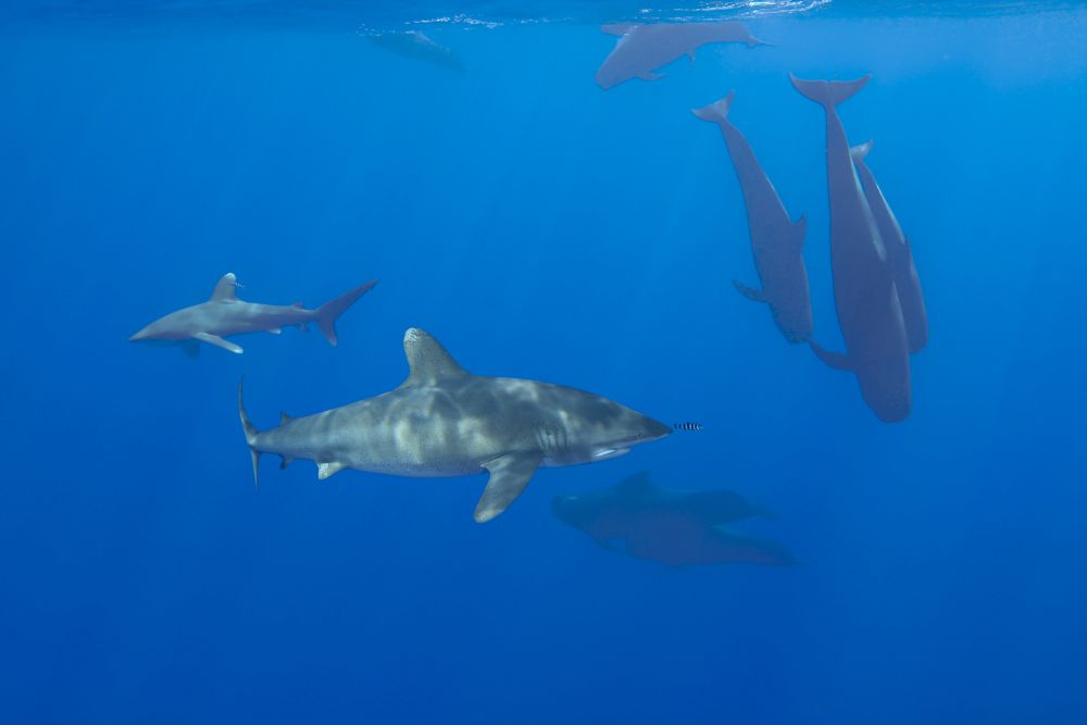 Oceanic Whitetip Sharks with Short-Finned Pilot Whales Poster Print by David Fleetham
