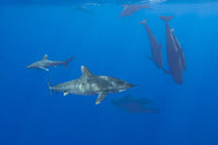Oceanic Whitetip Sharks with Short-Finned Pilot Whales Poster Print by David Fleetham