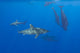 Oceanic Whitetip Sharks with Short-Finned Pilot Whales Poster Print by David Fleetham