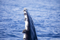 Close-up of humpback whale pectoral fin poster print by David Fleetham.