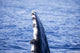 Close-up of humpback whale pectoral fin poster print by David Fleetham.