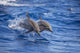 Two spinner dolphins swimming off the island of Lanai, Hawaii poster print.