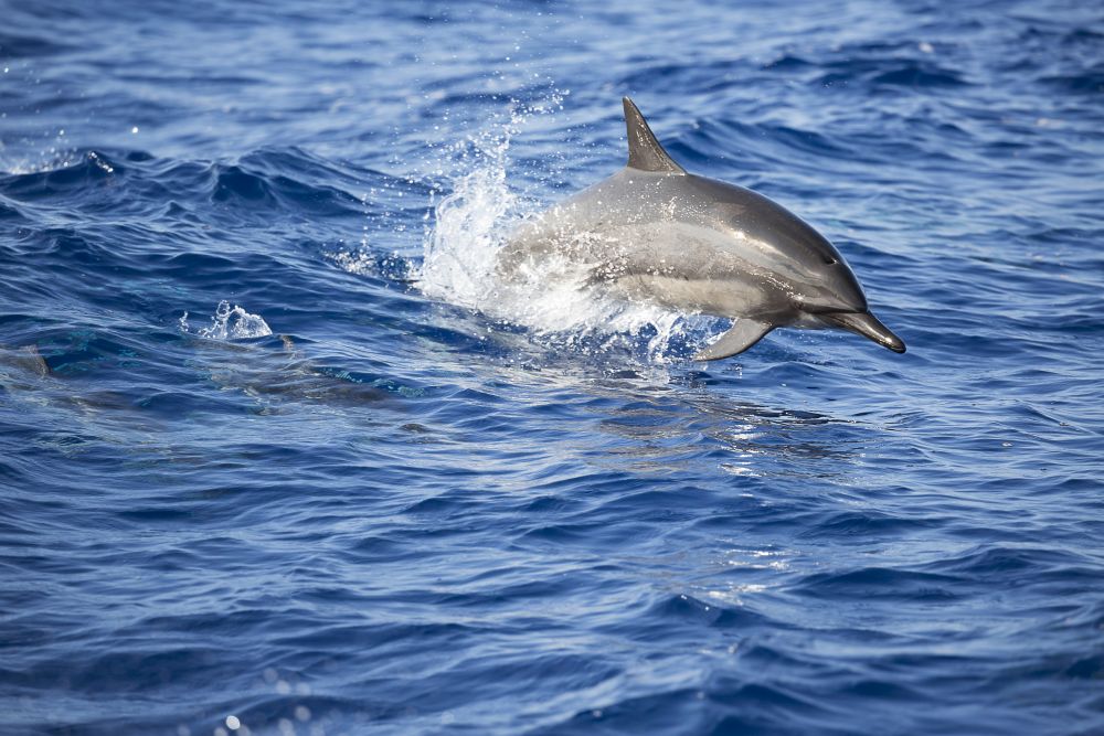 Leaping spinner dolphin poster print off the coast of Lanai, Hawaii by David Fleetham.