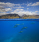 Split view of spinner dolphins swimming off Maui, Hawaii poster print by David Fleetham