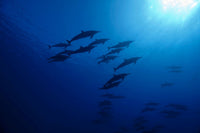 Spinner dolphins underwater print by David Fleetham