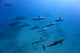 Spinner dolphins swimming along the coast of Lanai, Hawaii - Poster Print by David Fleetham