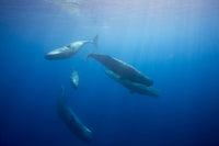 Female sperm whales swimming in the Indian Ocean poster print by David Fleetham.