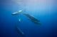 Female sperm whales swimming in the Indian Ocean poster print by David Fleetham.