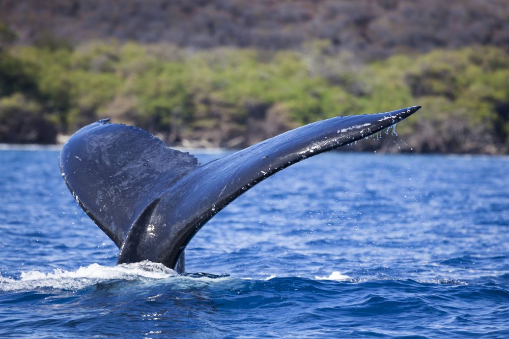 Poster print of a humpback whale tail off the coast of Maui, Hawaii.