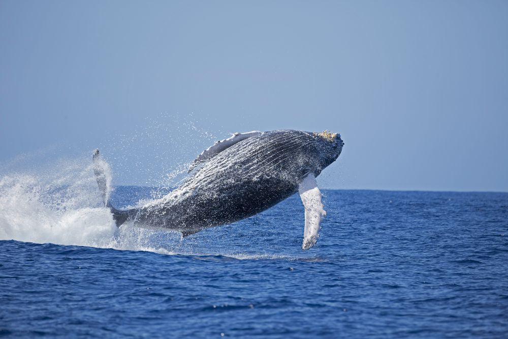 Breaching humpback whale poster print by David Fleetham