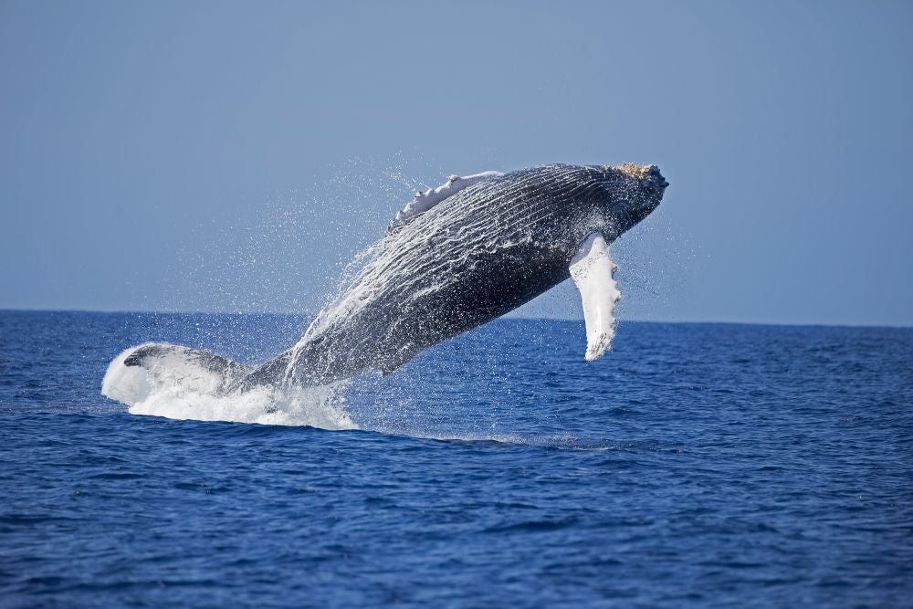 Breaching humpback whale poster print by David Fleetham, showcasing marine life in Hawaii.