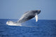 Breaching humpback whale poster print by David Fleetham, showcasing marine life in Hawaii.