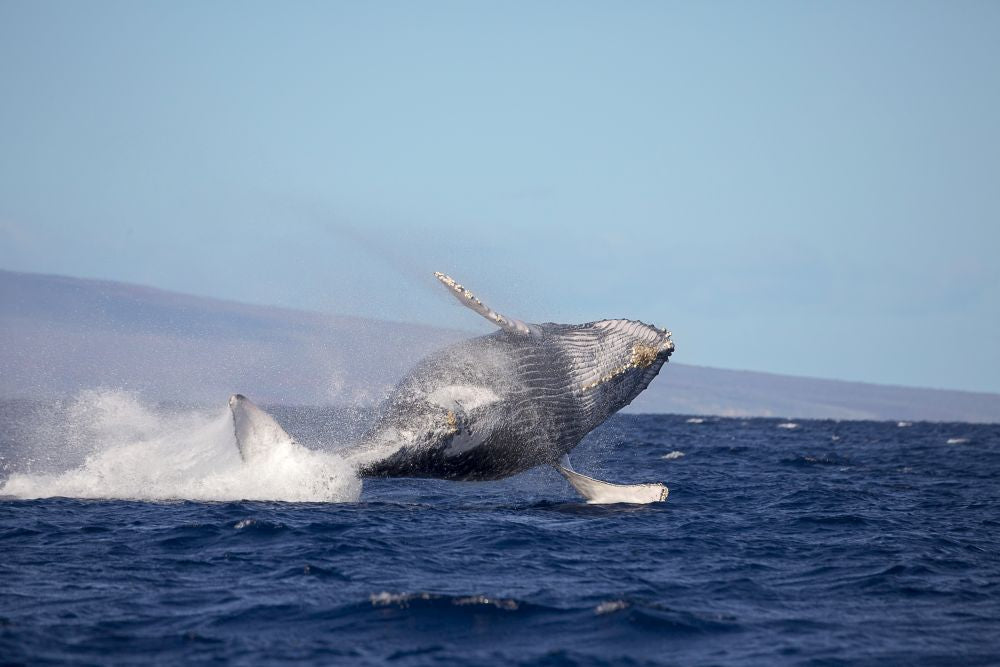Breaching humpback whale print by David Fleetham showcasing wildlife in Hawaii.