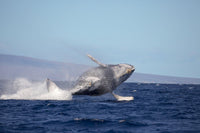 Breaching humpback whale print by David Fleetham showcasing wildlife in Hawaii.