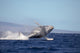 Breaching humpback whale print by David Fleetham showcasing wildlife in Hawaii.