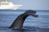 Humpback whale lifting fluke in front of a cruise ship in Hawaii
