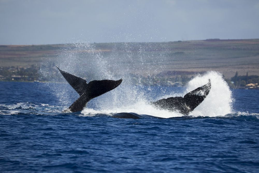 Two male humpback whales engaging in a display to attract a female, poster print by David Fleetham.