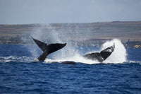 Two male humpback whales engaging in a display to attract a female, poster print by David Fleetham.