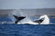 Two male humpback whales engaging in a display to attract a female, poster print by David Fleetham.