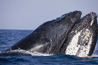 Poster print of two male humpback whales competing by David Fleetham.