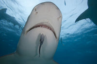 Small Remora gliding below a lemon shark poster print by David Fleetham.