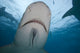 Small Remora gliding below a lemon shark poster print by David Fleetham.