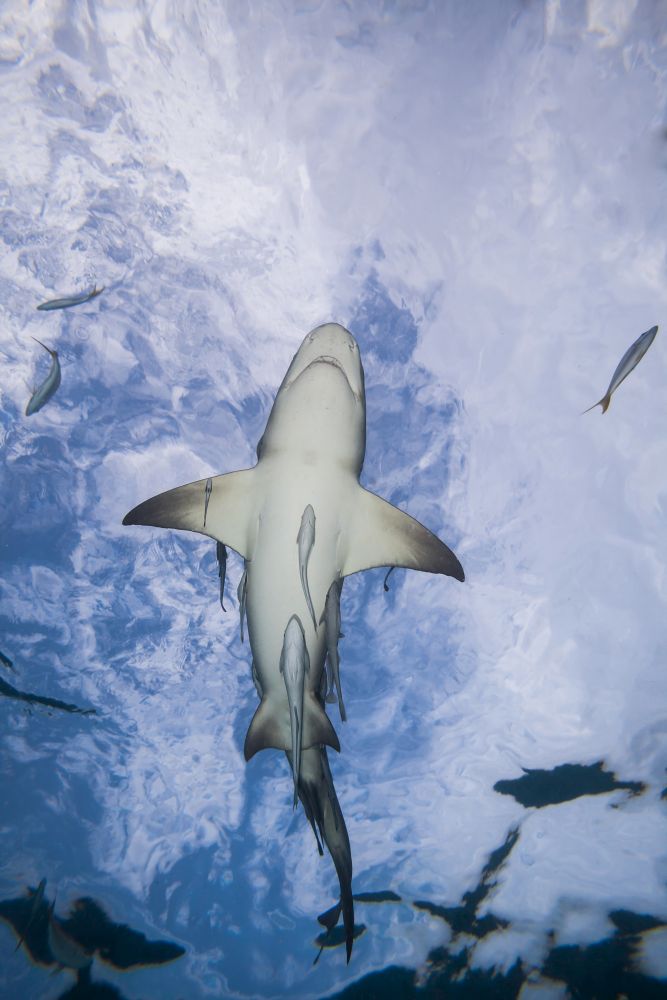 Lemon Shark underwater with remoras print by David Fleetham.
