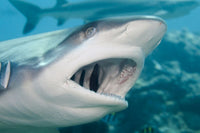 Grey Reef Shark poster print by David Fleetham, showcasing a shark opening its mouth in Micronesia.