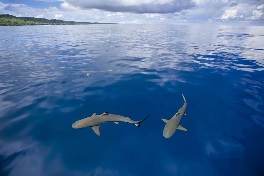 Blacktip Reef Sharks Poster Print by David Fleetham featuring underwater photography.