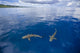 Blacktip Reef Sharks Poster Print by David Fleetham featuring underwater photography.
