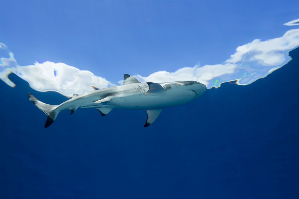 Blacktip Reef Shark swimming at the surface in Yap, Micronesia - Poster Print by David Fleetham