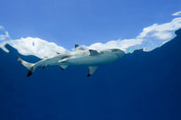 Blacktip Reef Shark swimming at the surface in Yap, Micronesia - Poster Print by David Fleetham