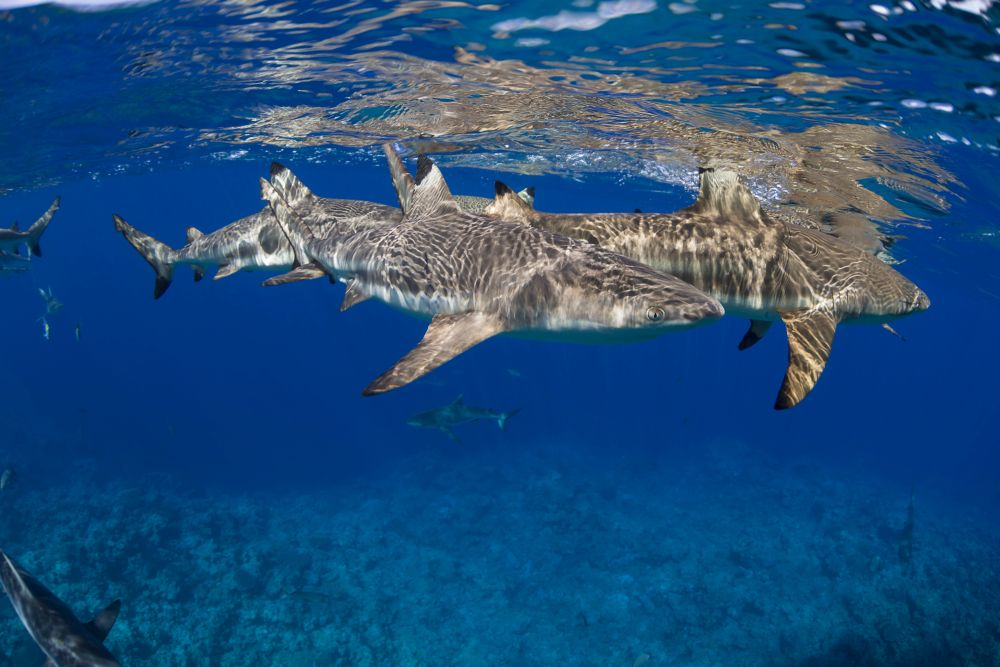 Blacktip Reef Sharks Poster Print by David Fleetham - Ocean Art