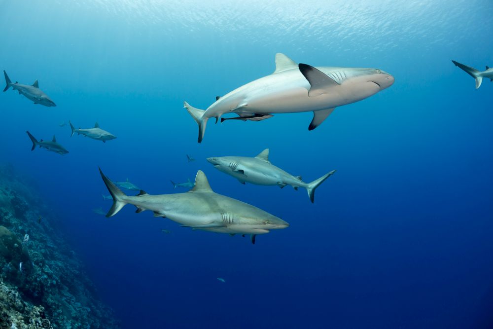 Grey Reef Sharks swimming in Yap, Micronesia - Poster Print by David Fleetham.