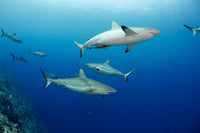 Grey Reef Sharks swimming in Yap, Micronesia - Poster Print by David Fleetham.