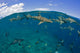 Blacktip and Gray Reef Sharks swimming at Yap Island, Micronesia - Poster Print by David Fleetham.